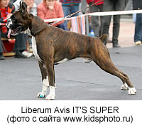 Liberum Avis IT'S SUPER (фото с  сайта www.kidsphoto.ru)